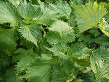 植物由来素材